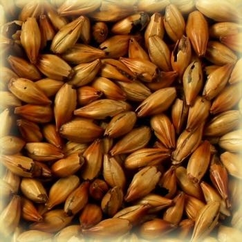 Spesialmalt